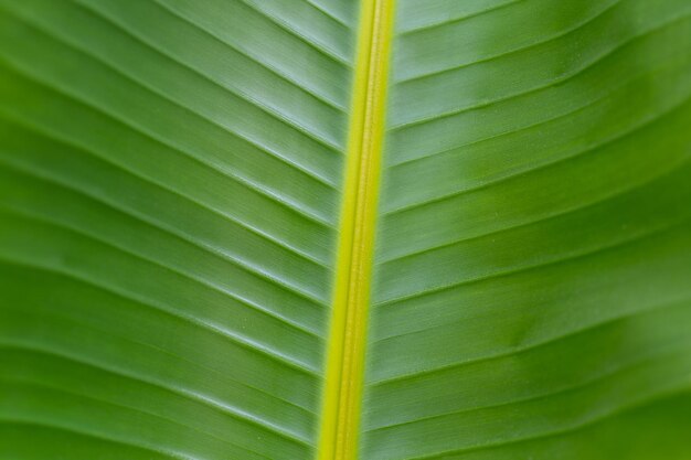 Foto textuur van tropische bananenbladeren