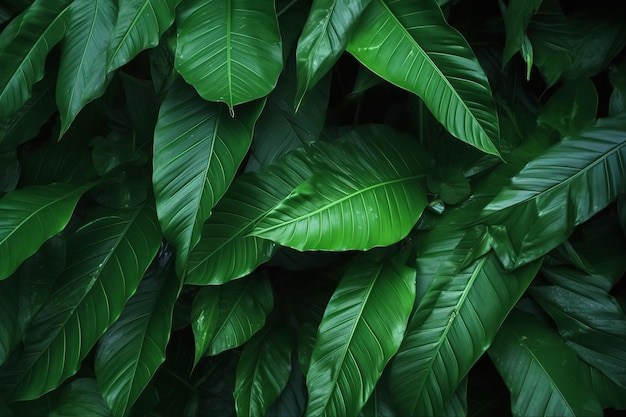 Textuur van tropische bladeren Abstracte natuur bladgroene textuur achtergrond afbeelding kan behang worden gebruikt