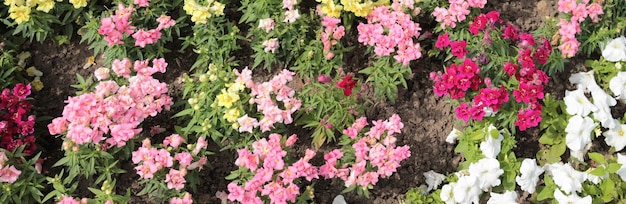 Textuur voor landschapsontwerpers Panorama met bloemen De prachtige bloemen genieten in de ochtend