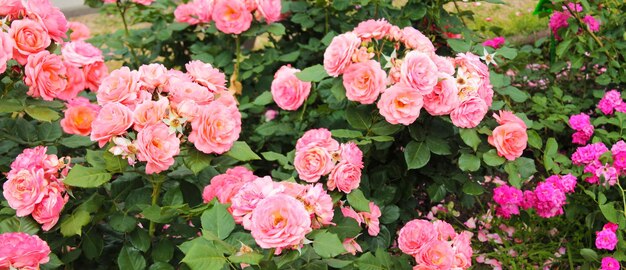 Textuur voor landschapsontwerpers Panorama met een verscheidenheid aan interessante rozen Mooi uitzicht op de tuin