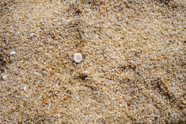 Textuur witte mooie zeeschelp ligt op grof zeezand bovenaanzicht close-up