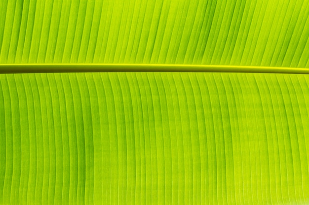 Textuurachtergrond van backlight vers groen Blad, Banaanblad