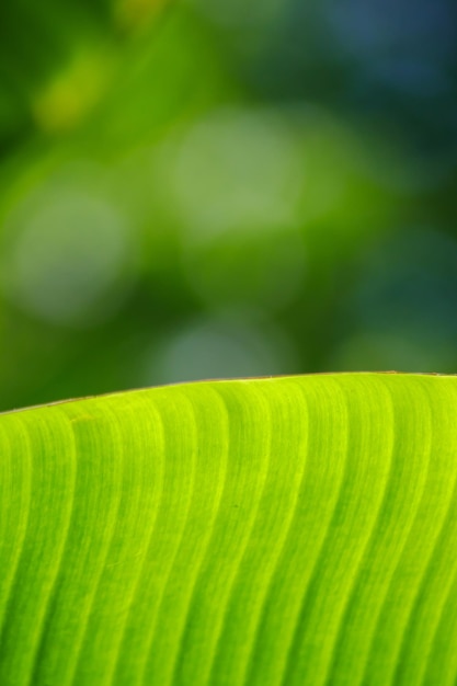 Foto textuurachtergrond van bananenbladeren groene bladeren op natuurachtergrond