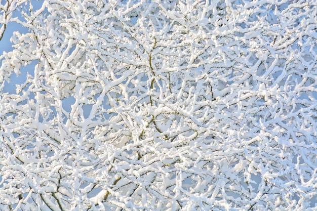 Textuurachtergrond van boomtakken in sneeuw