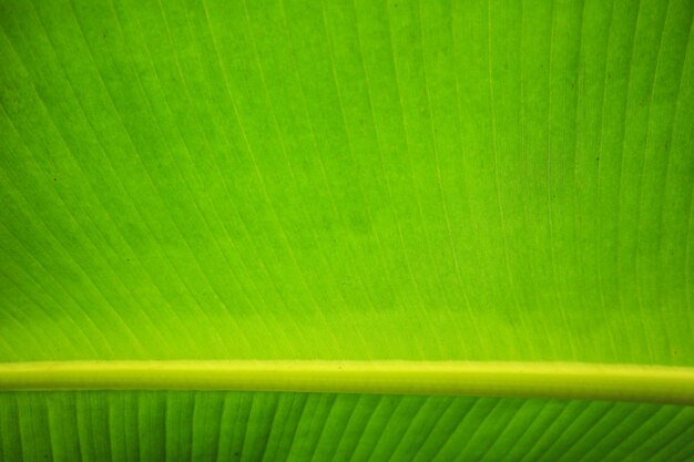 Textuurachtergrond van vers groen bananenblad met achtergrondverlichting