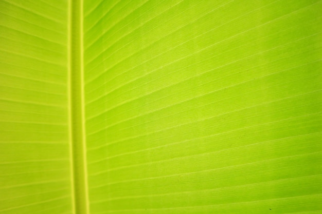 Textuurachtergrond van vers groen bananenblad met achtergrondverlichting