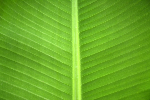 Textuurachtergrond van vers groen Blad backlight.