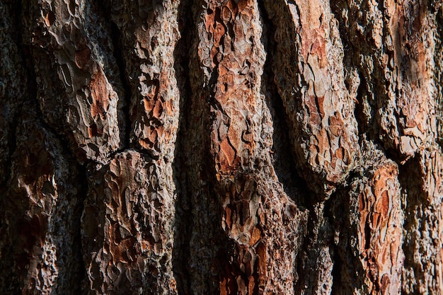 Textuurdetail troef van dikke bruine houten schors rechtdoor