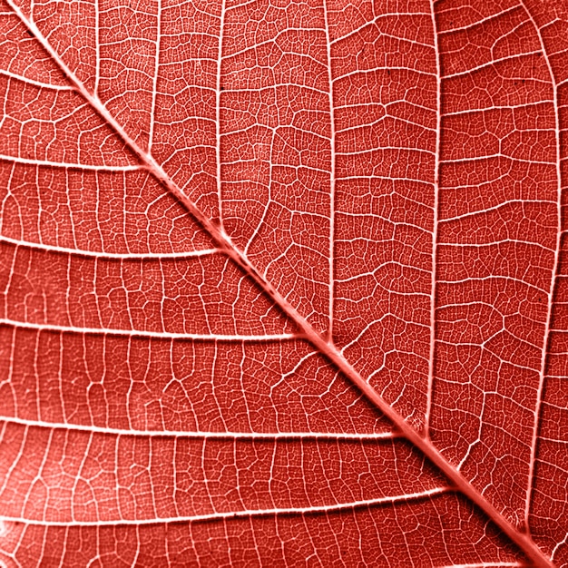 2019年のリビングコーラルの色でレイアウトするための柔らかく自然な縞模様の葉のパターンの背景。 2019年春夏シーズンのファッショナブルなパントントレンドカラー。マクロ写真。上面図