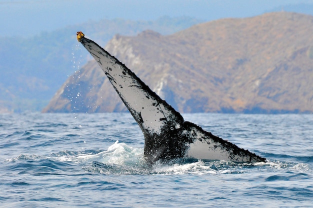 エクアドル沖のザトウクジラの巨大な尾