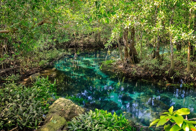 Foto tha pom klong song nam mangrove wetland krabi thailand