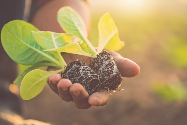 Thai agriculturist planting the green tobacco plant