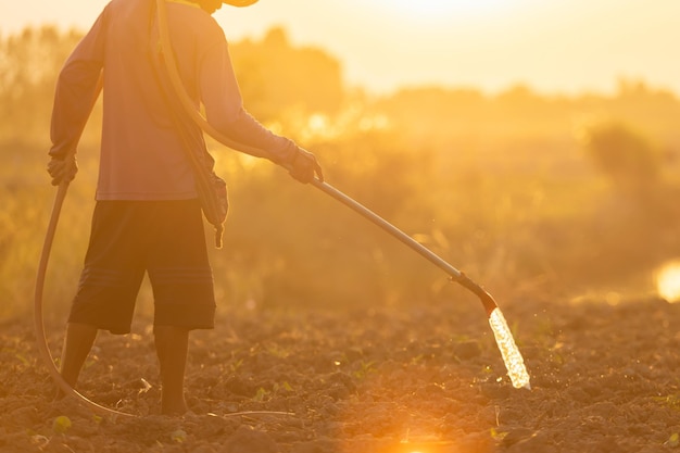 Agricoltore tailandese che lavora nel campo e innaffia la giovane pianta al tramonto