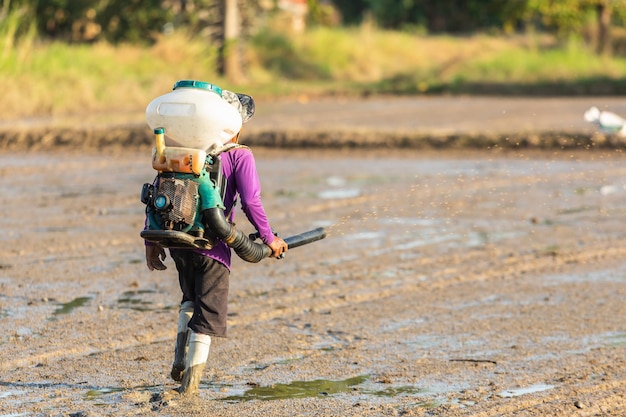 Thai agriculturist working in the rice field and spraying paddy rice by machine to the soil