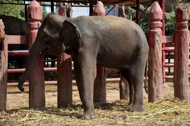 タイのアユタヤで食べ物を食べるタイの赤ちゃん象