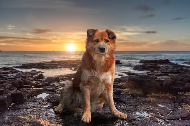 Тайская собака Bangkaew Dog на пляже в свежий день