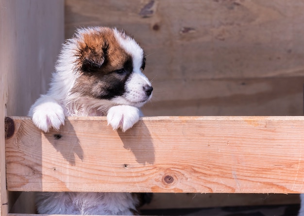 Thai Bangkaew dog puppies 