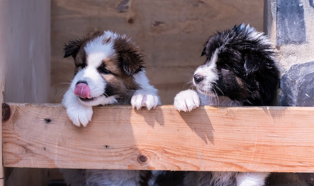 Thai Bangkaew dog puppies 