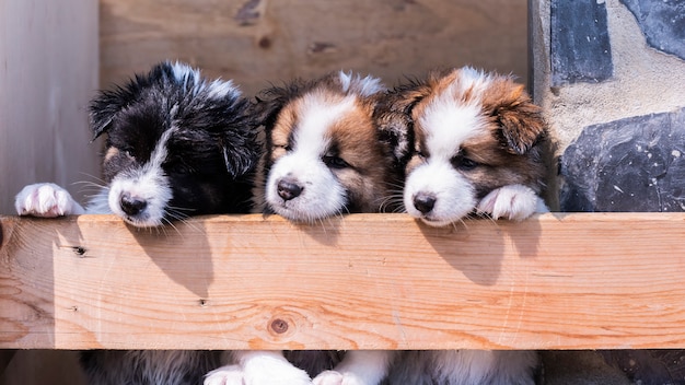 Thai Bangkaew dog puppies 