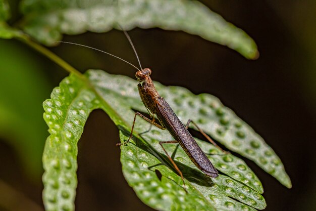 Thai bark mantis on a leaf