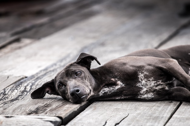 Thai black dog on wooden floor