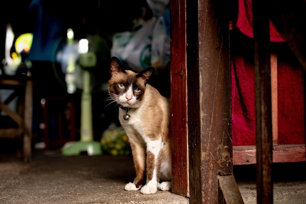 タイの茶色の猫