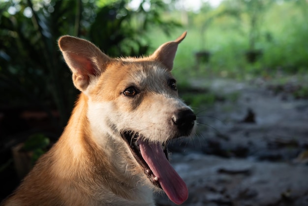 喜びと幸せで遊ぶタイの茶色の野良犬