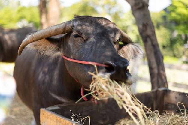 Thai buffalo eats hay in the pen.