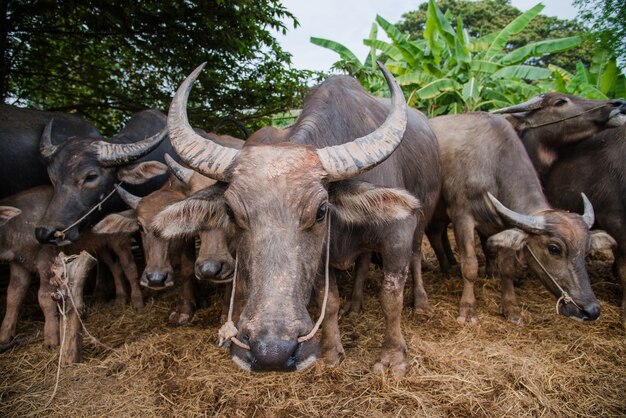 thai buffalo in farm