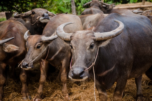 thai buffalo in farm