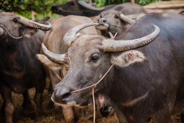 thai buffalo in farm