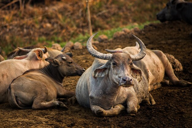 Buffalo tailandese sul campo