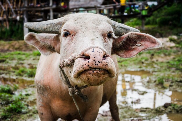 Thai buffalo plow in rice field for plantation preparing