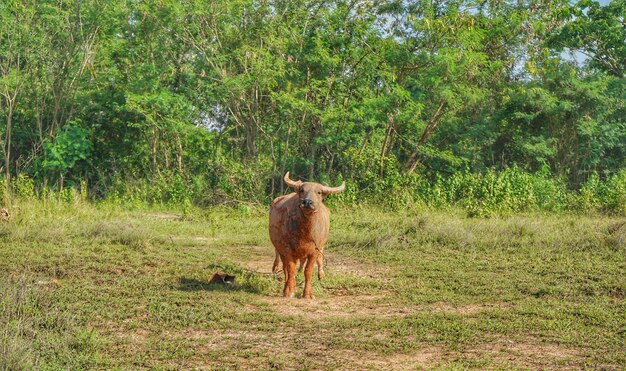 Thai Buffalo ,Thailand