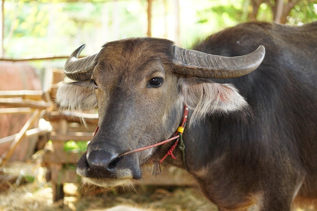 Thai buffalo in a wooden stall