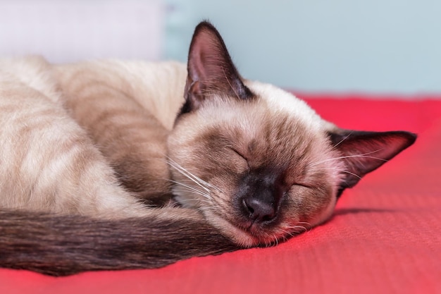 Thai cat asleep in bed