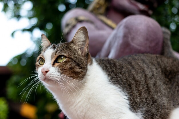 Thai Cat Breeds looking something