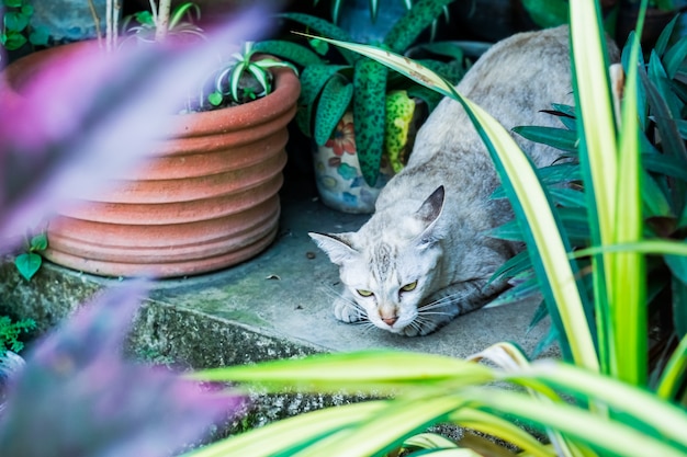 Фото Тайский кот, картина коричневого тигра, в саде.