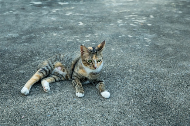 セメント床にタイの猫