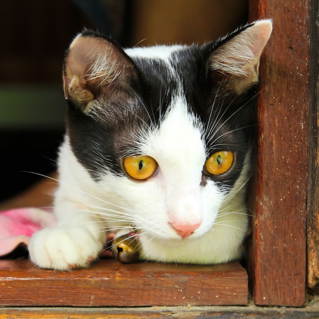 Тайский кот