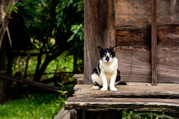 タイの猫