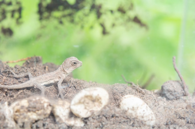 Photo thai chameleon on the ground. reborn on the soil.