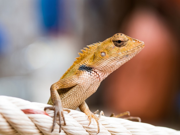 Thai chameleon