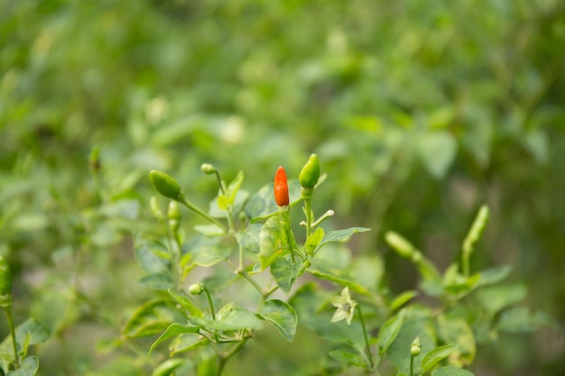 Thai Chilli in garden