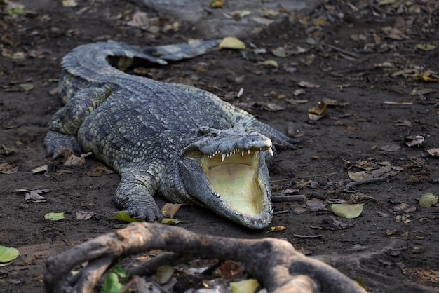 The thai crocodile rest on the garden