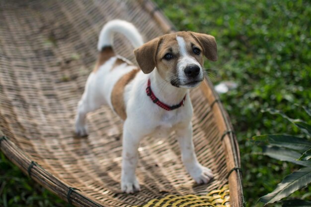 Thai cute puppy stand on bamboo cradle