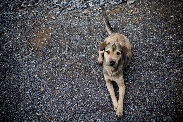 thai dog, animal lonely