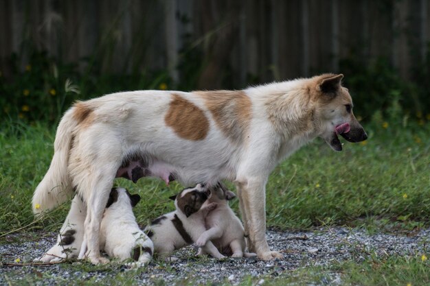 子犬に餌をやるタイの犬