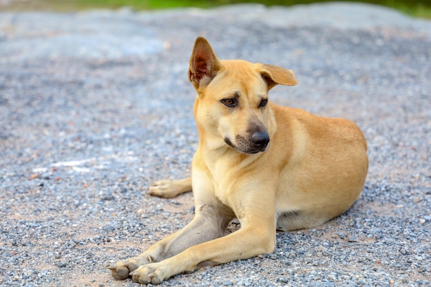 Thai dog on the nature floor in thailand