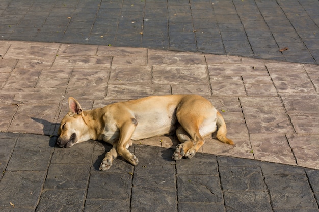 写真 舗装の上で眠っているタイの犬